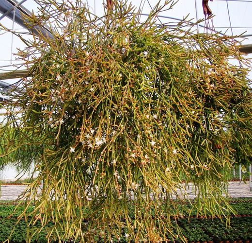 Rhipsalis Ewaldiana