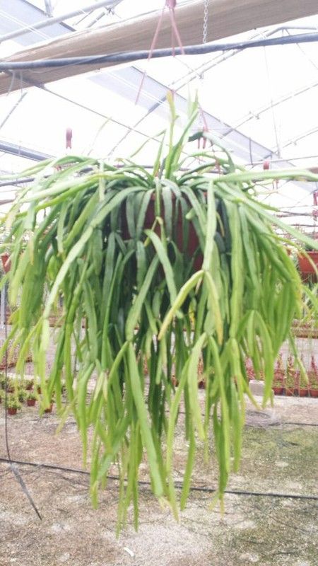 Rhipsalis Micrantha
