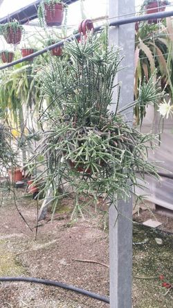 Rhipsalis Pilocarpa