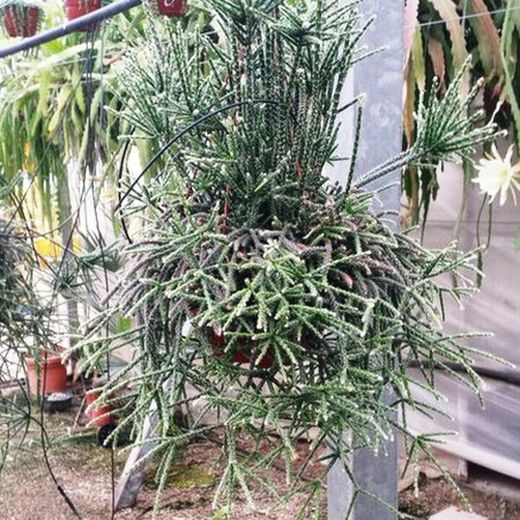 Rhipsalis pilocarpa