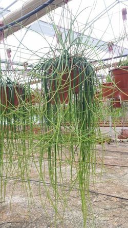 Rhipsalis Puniceodiscus