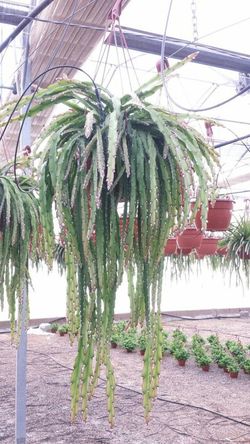 Rhypsalis Cruciformis Red