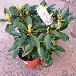 Rhododendro