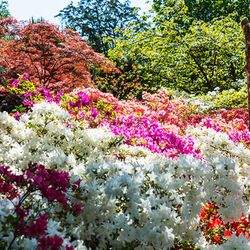 Rhododendro