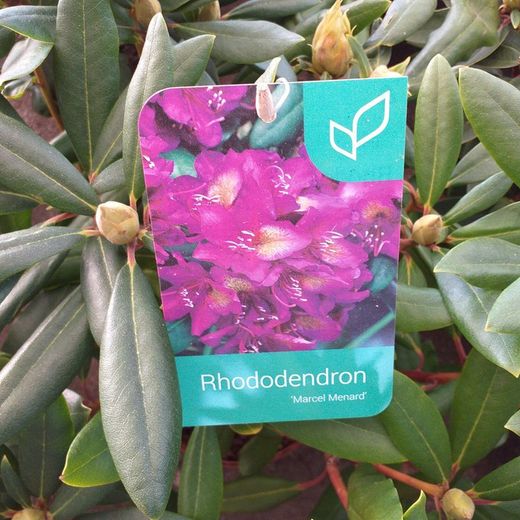 Rhododendro