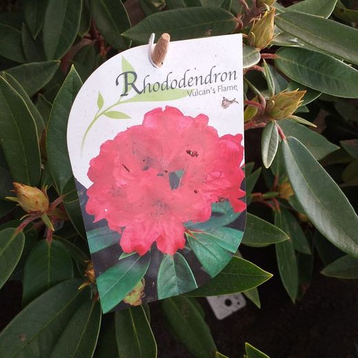 Rhododendro