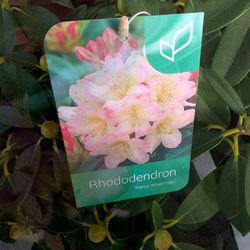 Rhododendro