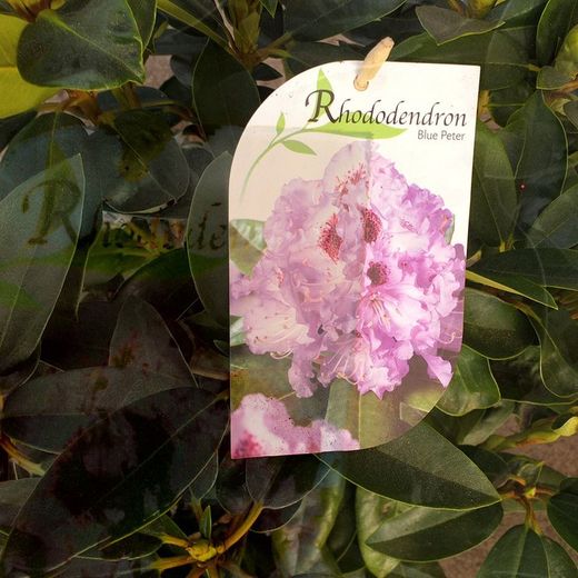 Rhododendro
