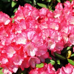 Rhododendro