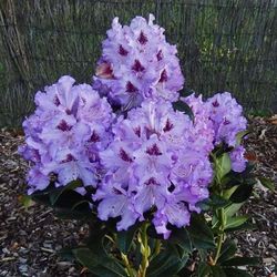 Rhododendro