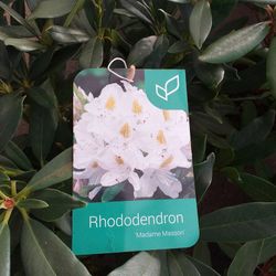Rhododendro