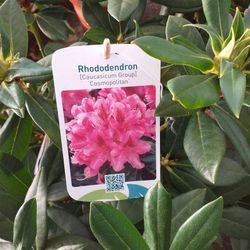 Rhododendro