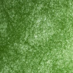Rollo Non Woven