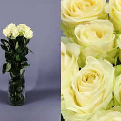 Rosa Avalanche