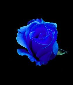 Rosa Azul teñida