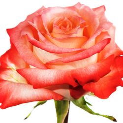 Rosa Cabaret
