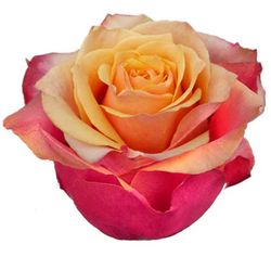 Rosa Cherry Brandy