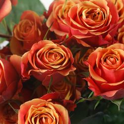 Rosa Cherry Brandy
