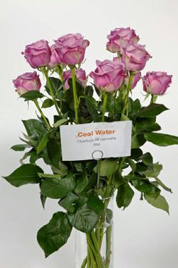 Eau fraîche Rosa
