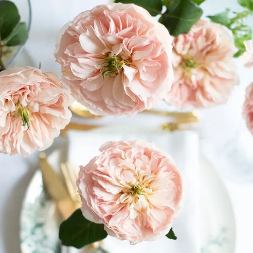 Rosa David Austin Charity