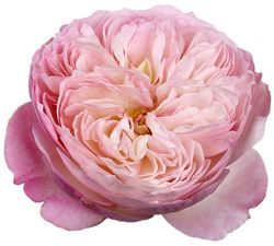 Rosa David Austin Constance