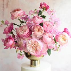 Rosa David Austin Constance