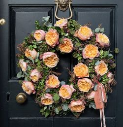 Rosa David Austin Edith
