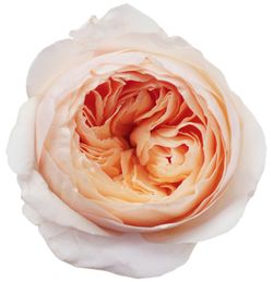 Rosa David Austin Juliet