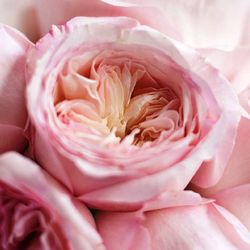 Rosa David Austin Keira