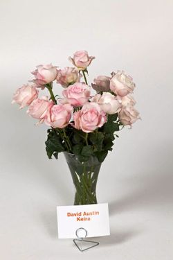 Rosa David Austin Keira