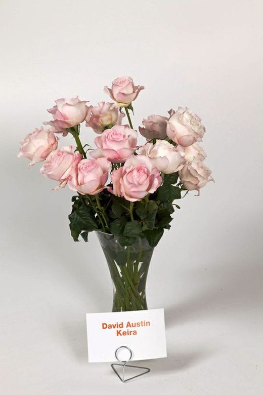 Rosa David Austin Keira