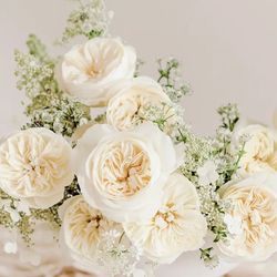 Rosa David Austin Leonora