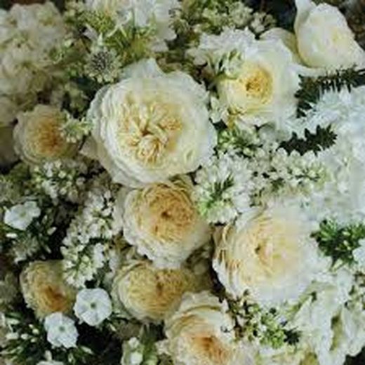 Rosa David Austin Patience