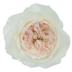Rosa David Austin Purity