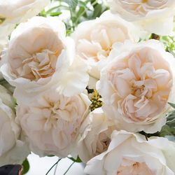 Rosa David Austin Purity