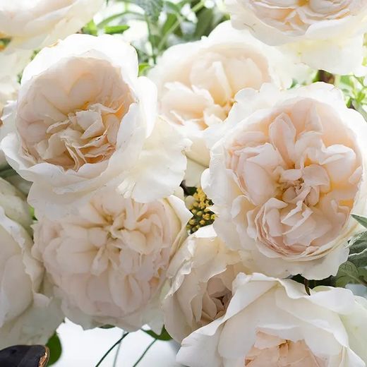 Rosa David Austin Purity
