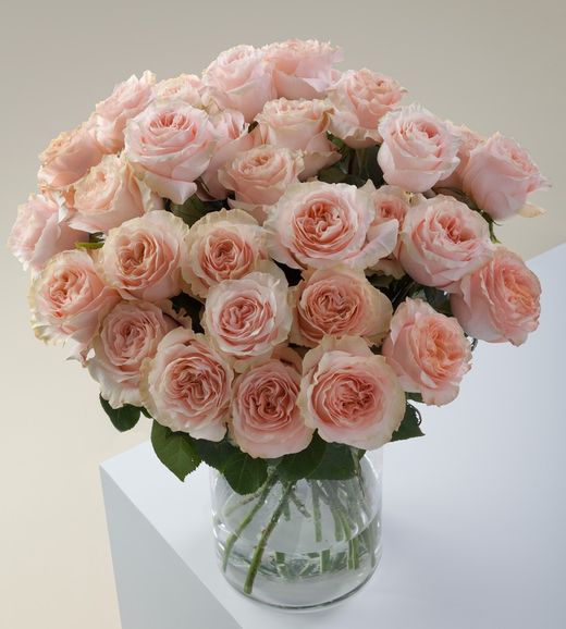 Rosa de Jardín Princess Crown