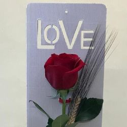 Rosa de Sant Jordi Love
