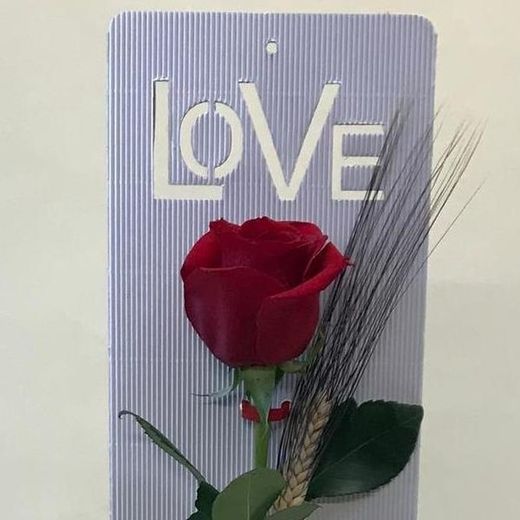 Rosa de Sant Jordi Love