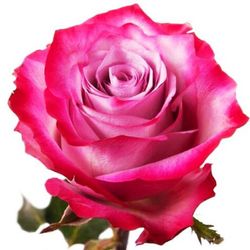 Rosa Deep Purple