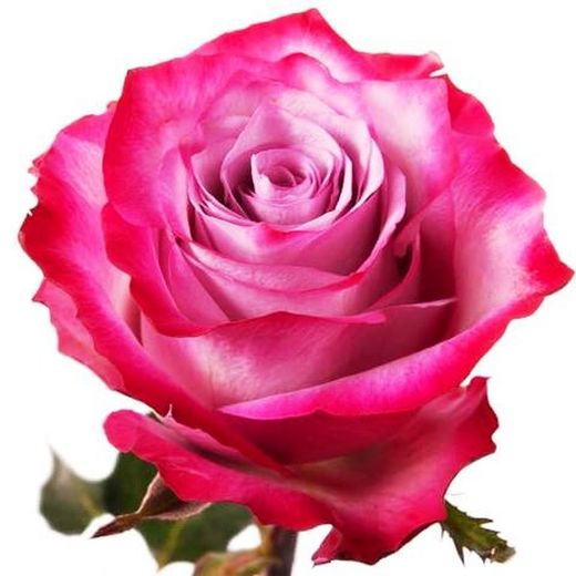 Rosa Deep Purple