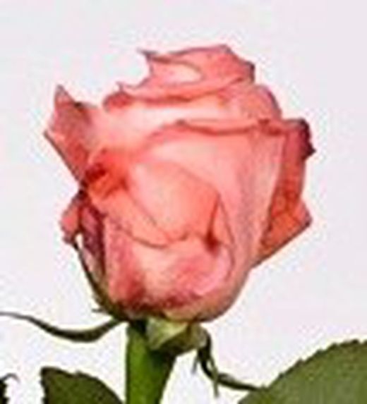 Rosa Engagement