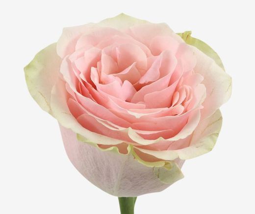 Rosa Fruutteto