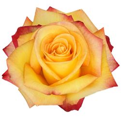 Rosa Fuego