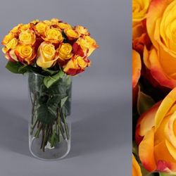 Rosa Fuego