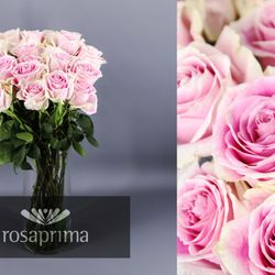 Rosa Géraldine