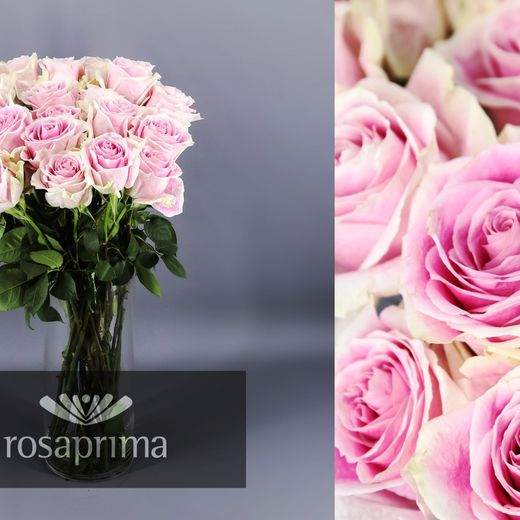 Rosa Géraldine