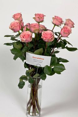 Rosa Géraldine