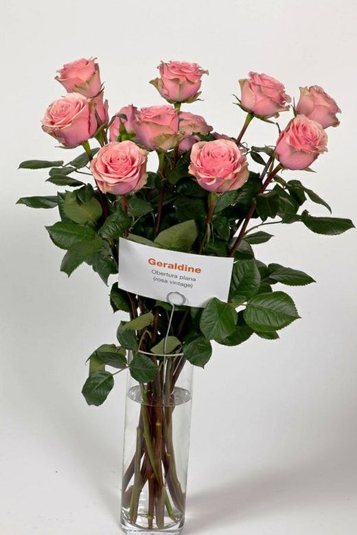 Rosa Géraldine