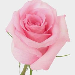 Rosa Jessica